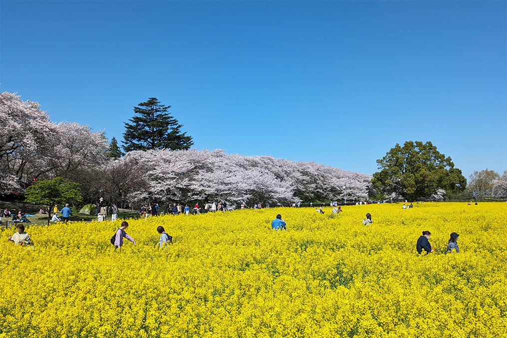 桜と菜の花