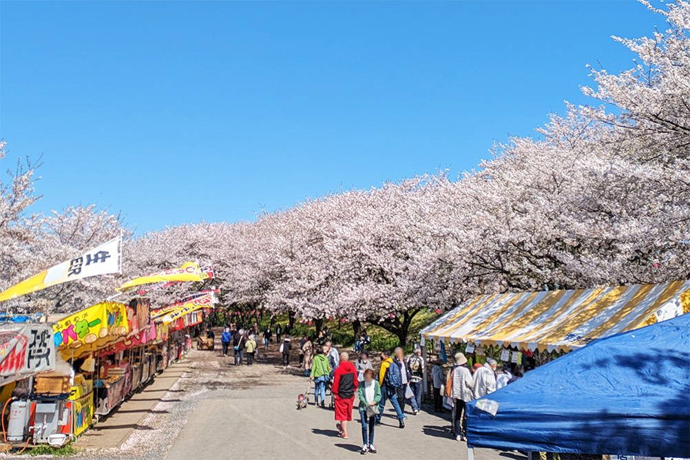 桜