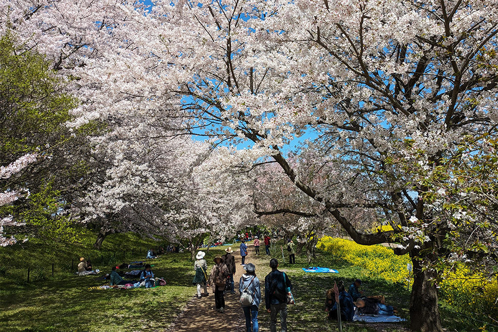 桜