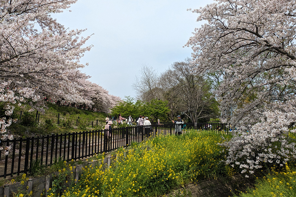桜と菜の花