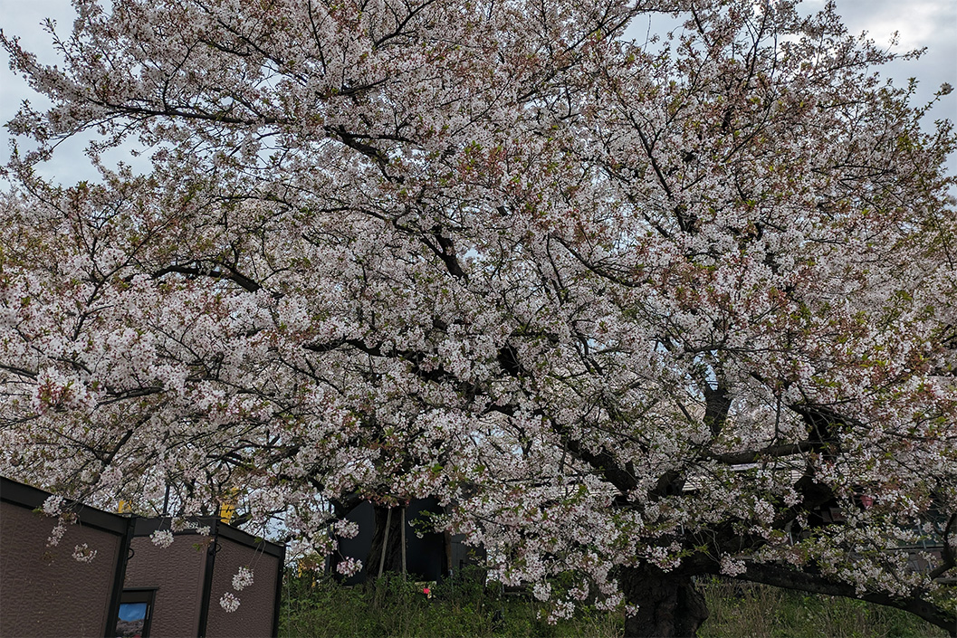 桜
