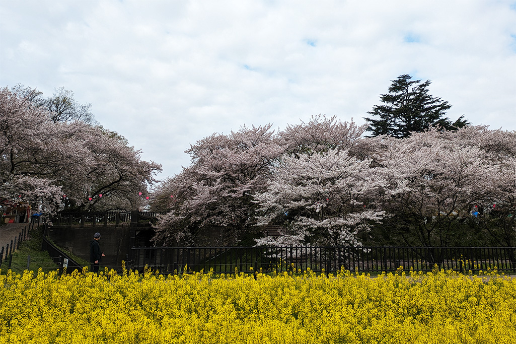 桜と菜の花
