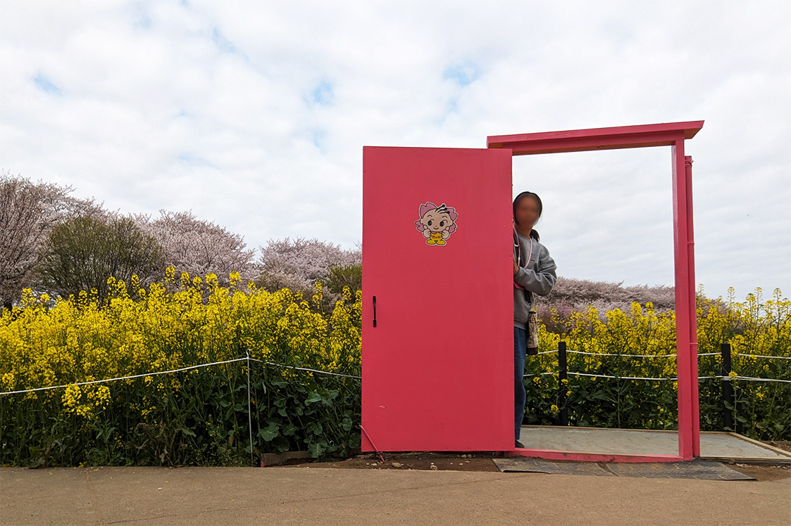 菜の花畑のフォトスポット