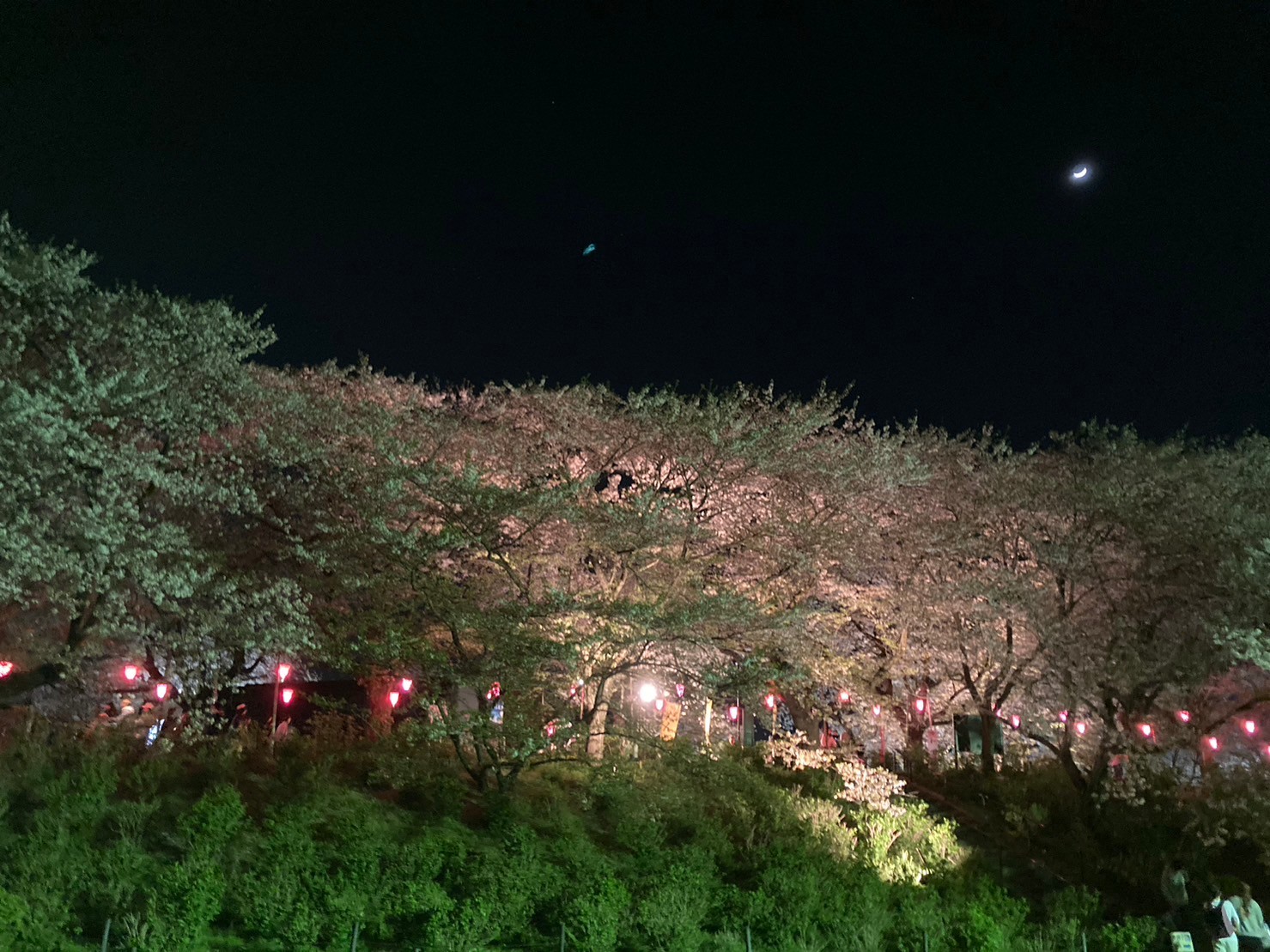 夜桜