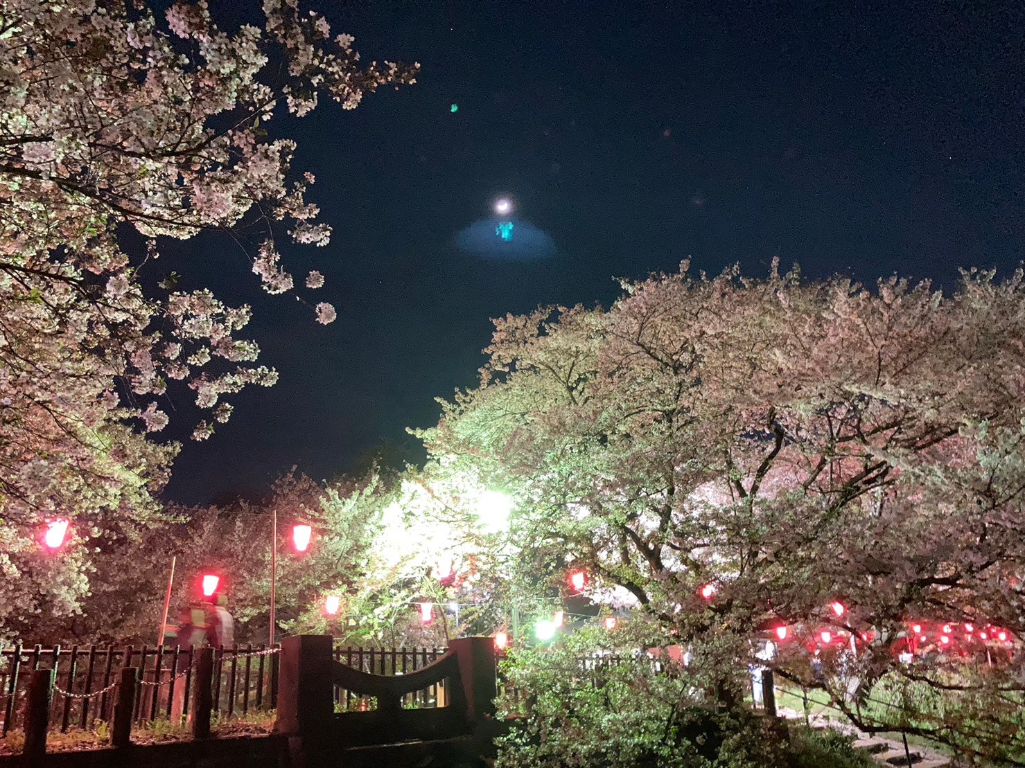 夜桜