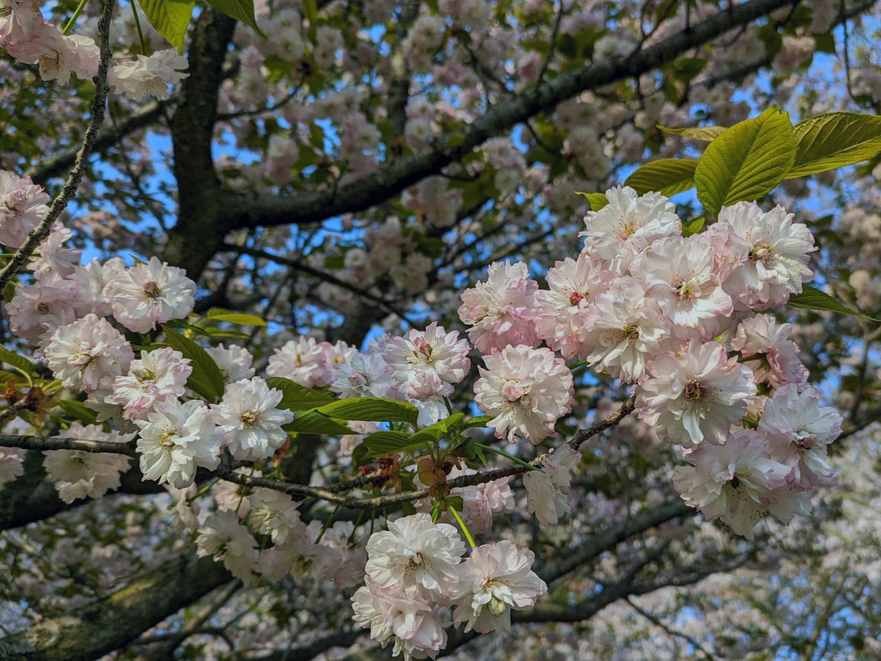 八重桜