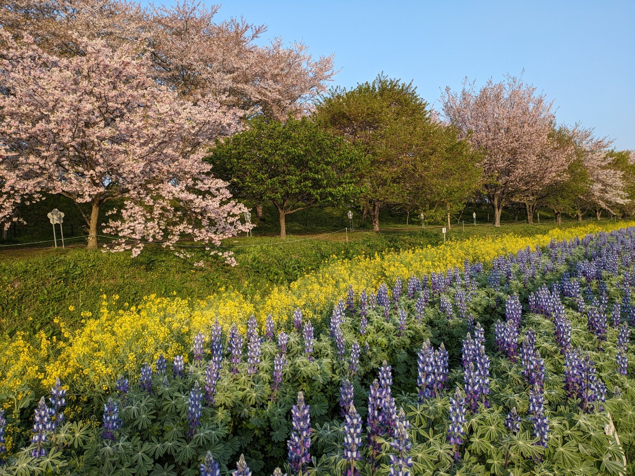 季節の花々