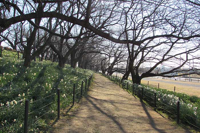 権現堂の水仙