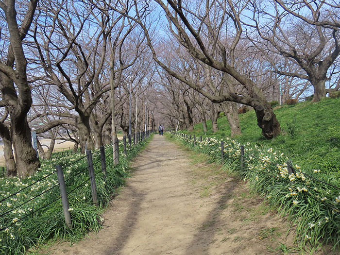 権現堂の水仙